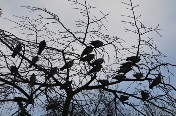 birds-in-a-tree