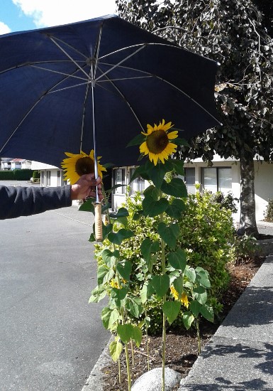 sunflowers-with-umbrella-385x550
