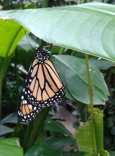 Butterflies, Psalm 27, and the Beauty of the&nbsp;Lord