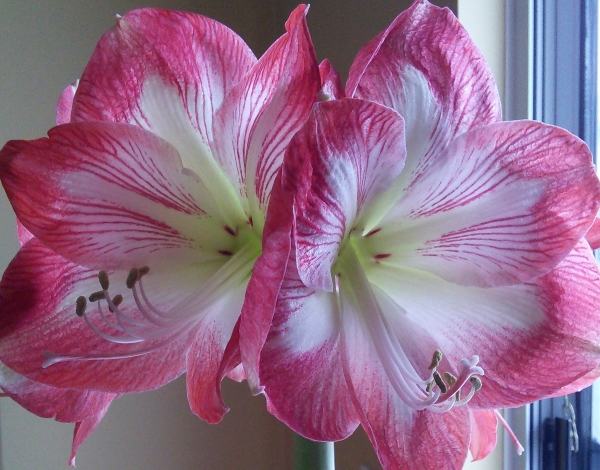 Amaryllis in bloom