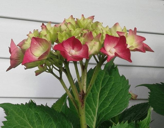 Hydrangea Life Lessons: Pruning Dead&nbsp;Wood